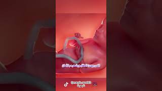 لمس بطن الحامل نصائح ام baby بيبي أمومة pregnancy المولود breastfeeding explore shorts