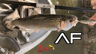 ARIZONA TROUT FISHING WITH Z-RAY LURES AT BLUE RIDGE RESERVOIR!!!