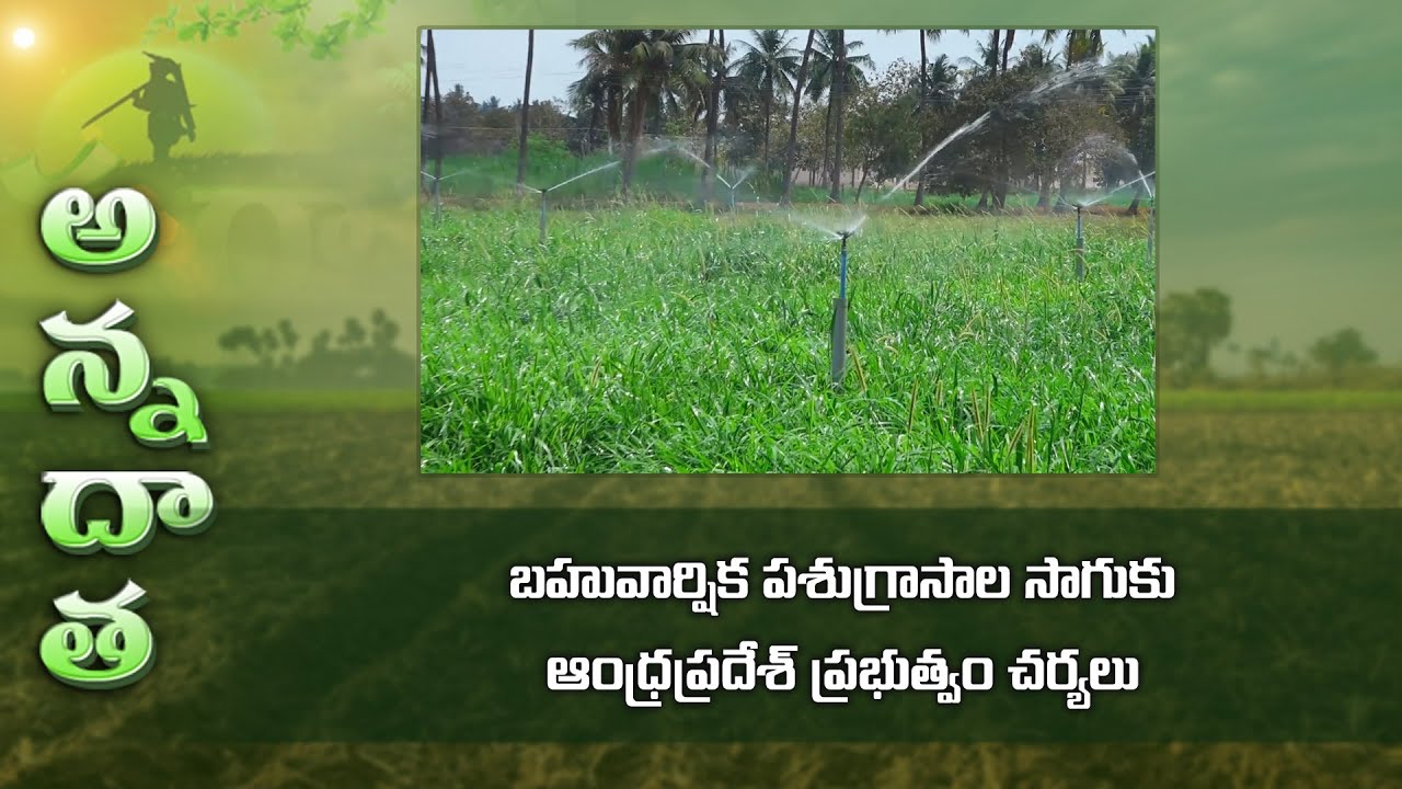 Perrinnial fodder expansion by A.P government under Rural development Programme | ETV