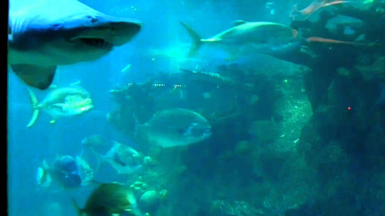 Shark 2 boston aquarium YouTube