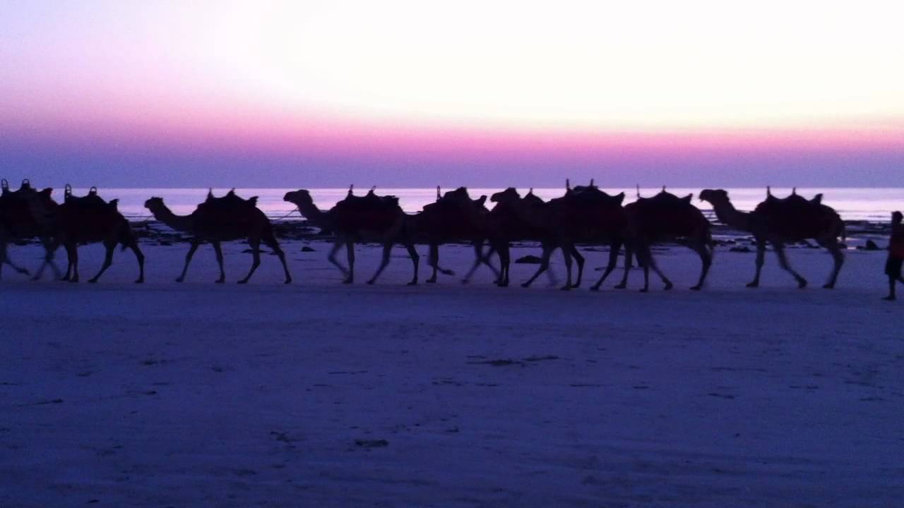 Cable Beach Camels