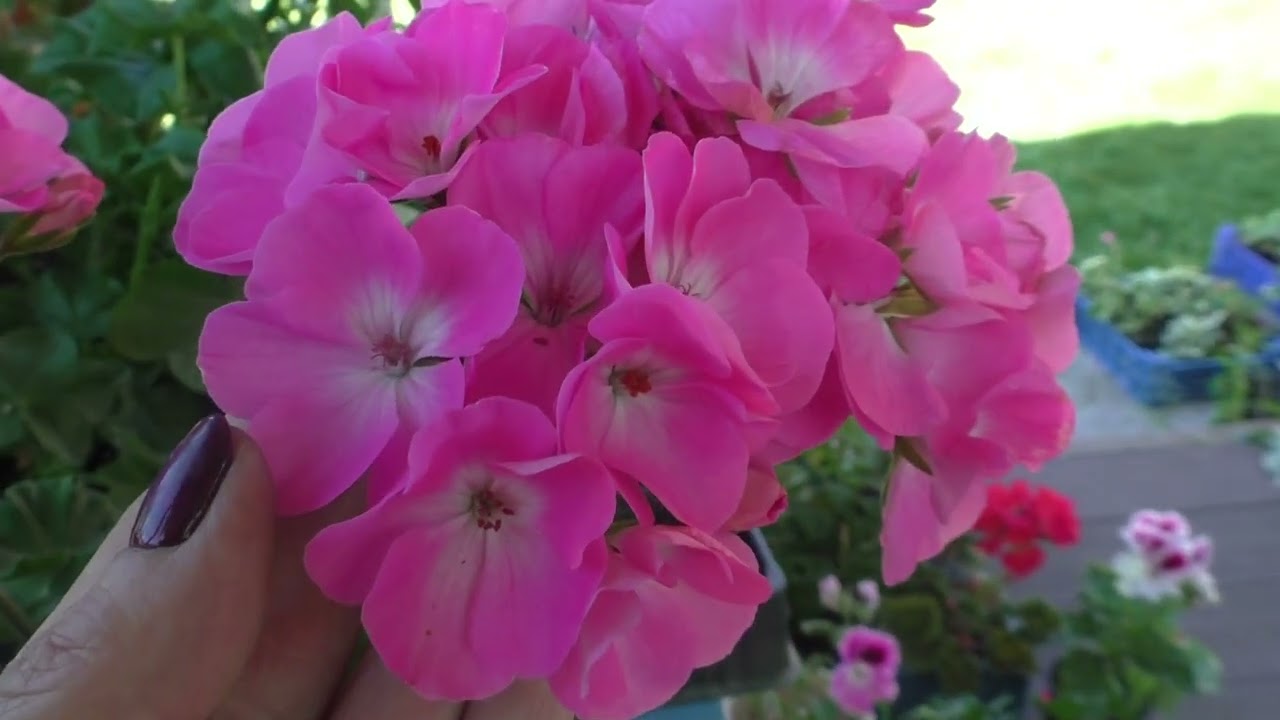 Пеларгонии зональные Verity Rosita Palas и Nana F1 Red