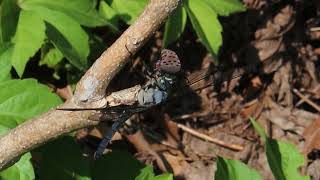 Dragonfly eating a Spotted Lantern Fly - Part 1/2