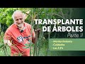 CÓMO TRANSPLANTAR ÁRBOLES Pt. 2 (Las 3 S&#39;s, y Mantenimiento) 🌳🌴 | Jairo Restrepo