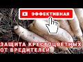 Эффективная ЗАЩИТА РЕДЬКИ, ДАЙКОНА и других крестоцветных от вредителей / PRO опыт