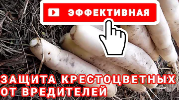 Эффективная ЗАЩИТА РЕДЬКИ, ДАЙКОНА и других крестоцветных от вредителей / PRO опыт