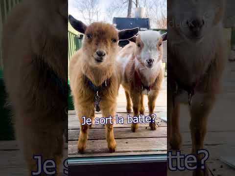 Tu vas t'abo - non - si - non - si (se dirige vers le coffre de la twingo)