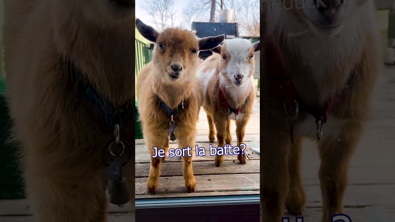 Tu vas t'abo - non - si - non - si (se dirige vers le coffre de la twingo)