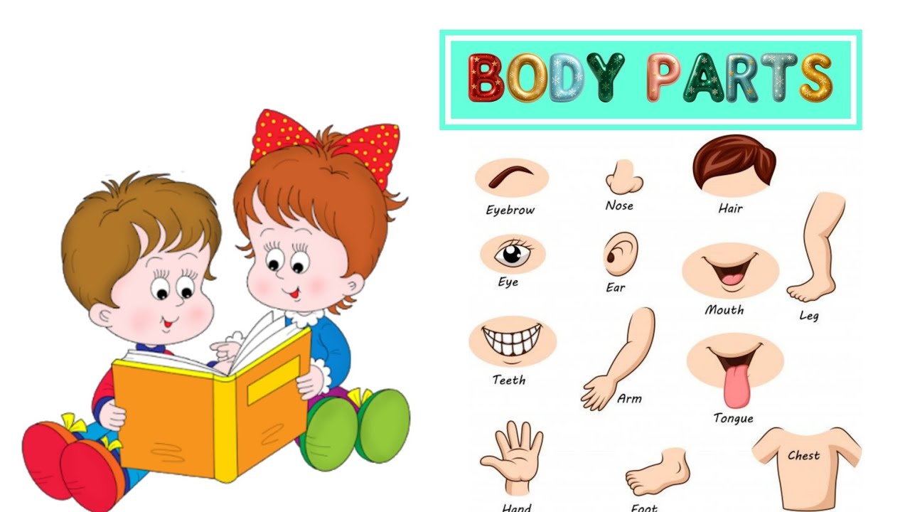 Parts of Body | Body Parts Name | Learning videos for kids First words for babies  