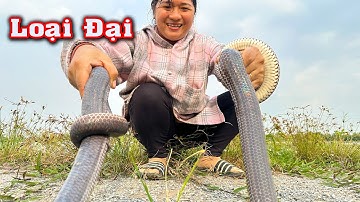 ĐỨC HÒA ? Chinh Phục Cặp RẮN Khủng Long # CSBR # 439