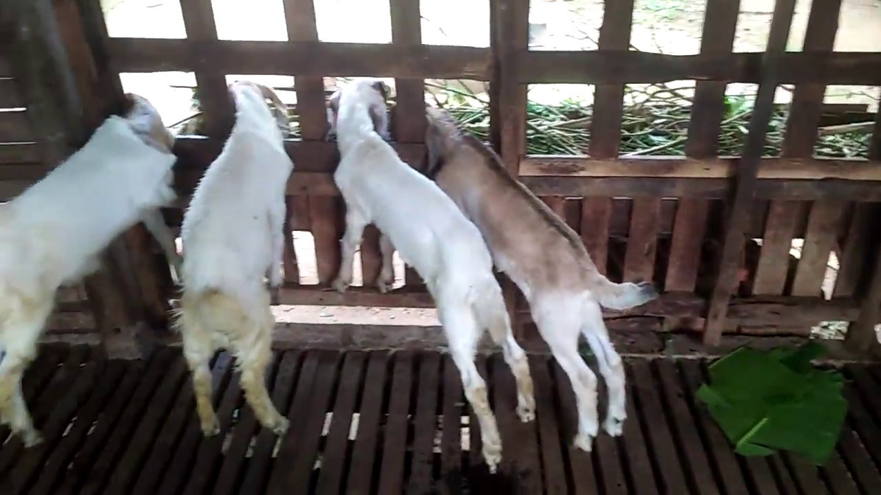 Harga kambing jawa randy langsung di kandang 