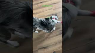 Does your border collie typically play with 2 toys at once?