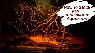 How to Stock your Blackwater Aquarium