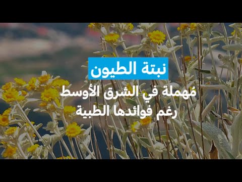 نبتة الطيون مهملة في الشرق الأوسط رغم فوائدها الطبية