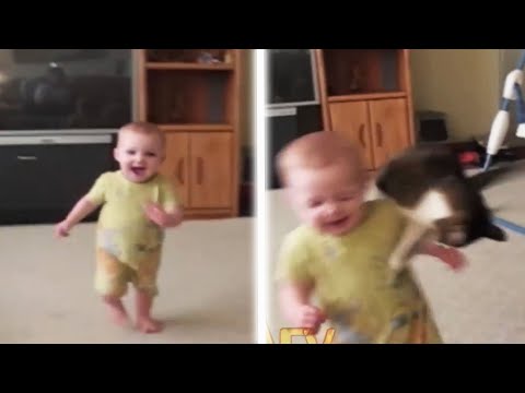 funny-animal-videos---over-13-minutes-of-hilarious-and-cute-animal-moments