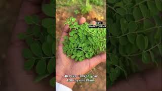 Eucalyptus Chhodo Moringa Lagao Money In 6 Month High Benefit Plant ☘️ Moringa Farming