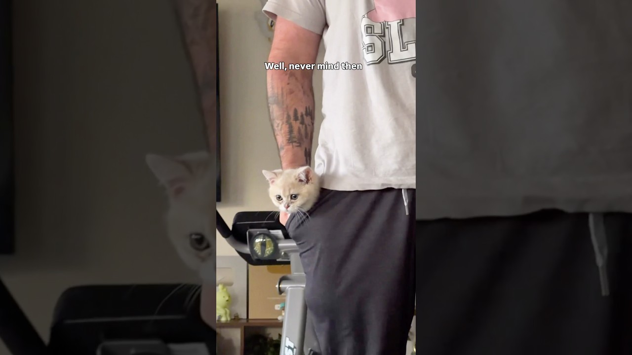 Cat in pants
