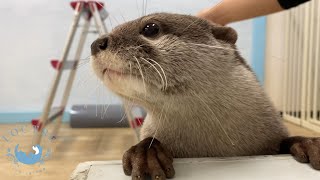 お部屋まで登れるかな？カワウソそれぞれの個性が面白い　Can otters climb to the steps？ They are all unique