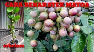 RAHASIA STEK MATOA AGAR CEPAT BERBUAH