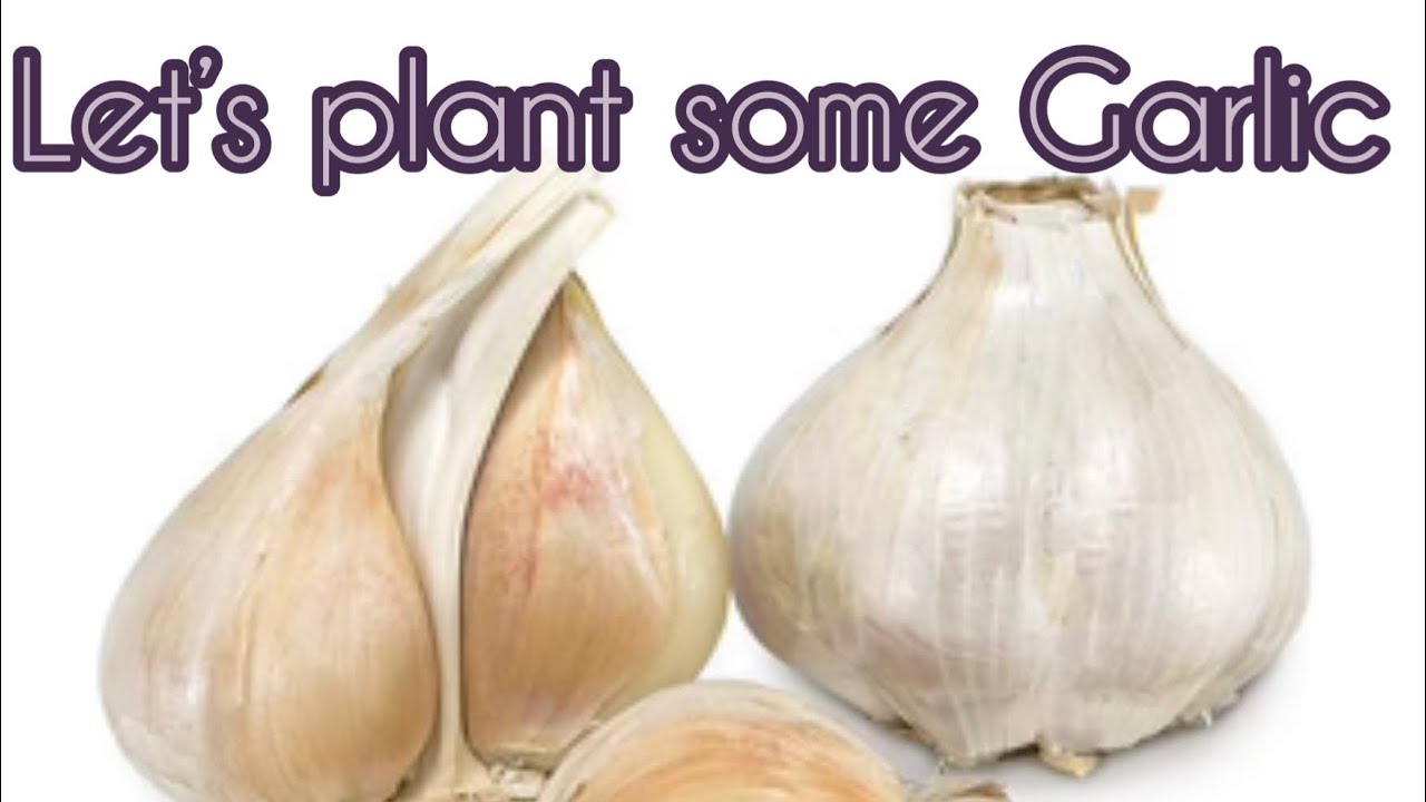 Getting my garlic plantedZone 7B VA YouTube