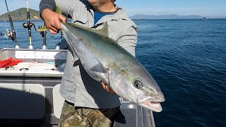 2021 Ep. 2 -  Kingfish & Snapper in the Sounds