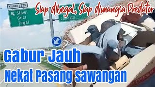 Gabur Merpati Pos Lepasan Tegal Pakai Sawangan Kalung