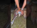 This huge creature was found inside the head of this octopus 😳 #sea #nature