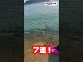 【キス釣り】フグを回避して良型キス７連！
