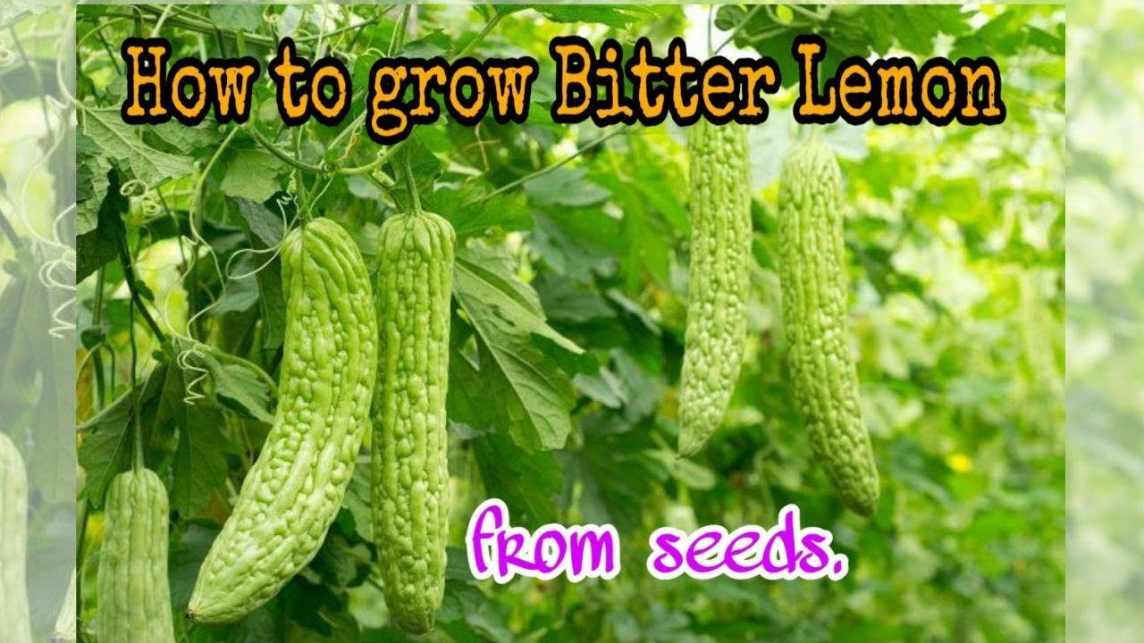 Growing Bitter Lemon How To Grow Bitter Melon From Seeds By NY Growing Bitter Lemon How To Grow Bitter Melon From Seeds By NY