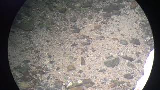 Devil’s Hole Pupfish