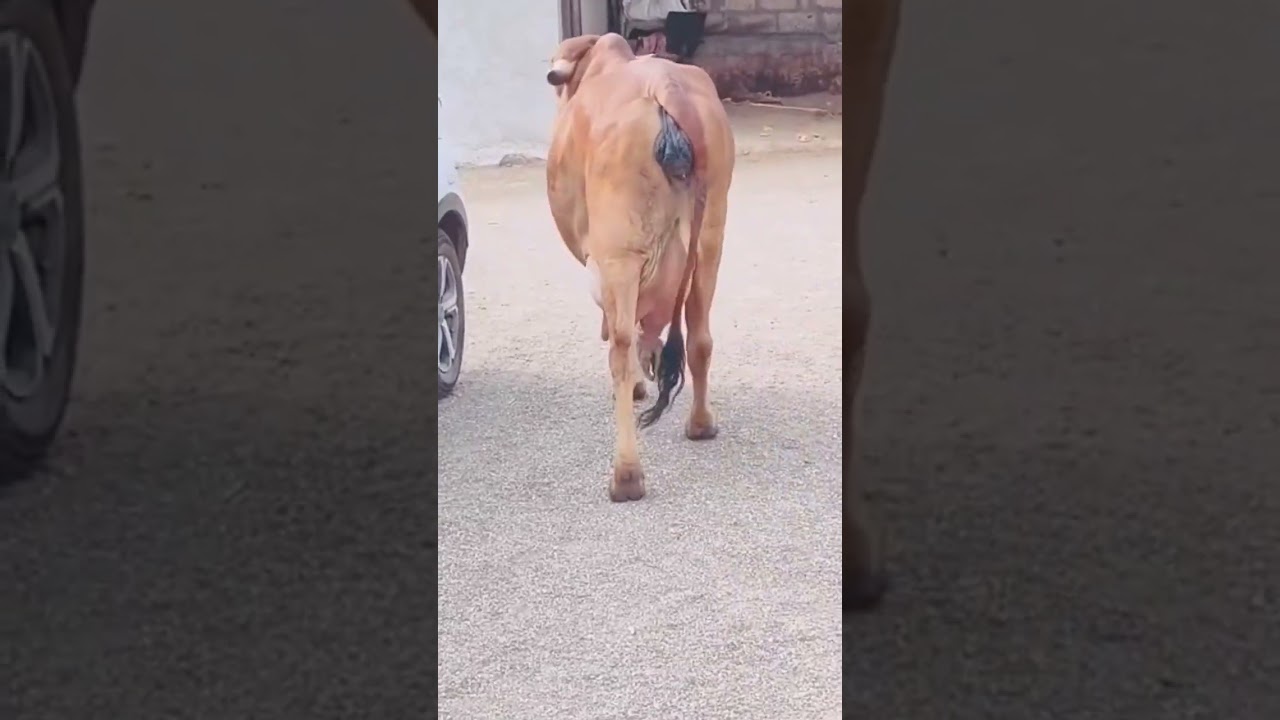 Gir Gay #harshitdairyfarm