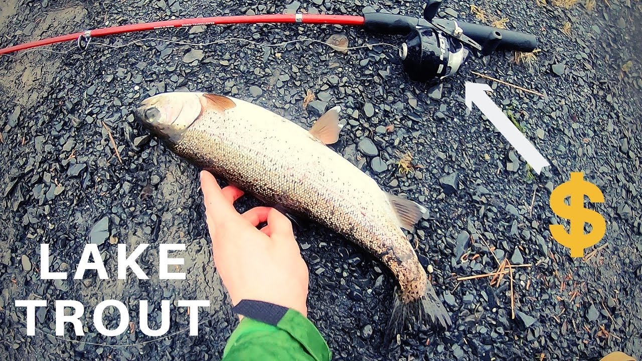 STRUGGLE is real: Rainbow Trout on Zebco 404 Spincast Reel 