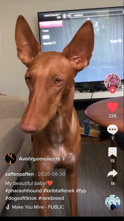 Pharaoh hound puppies for sale california