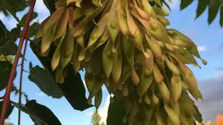 Tree Of Heaven - Samaras - August 2018