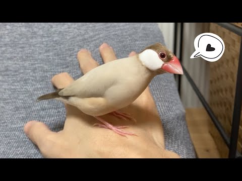 放鳥中、手から離れない文鳥こむぎ　癒し動物　面白い動物　Java sparrow