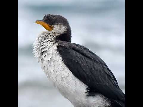 A Young Hunter! 🐣 | Little Pied Cormorant at Boat Harbour