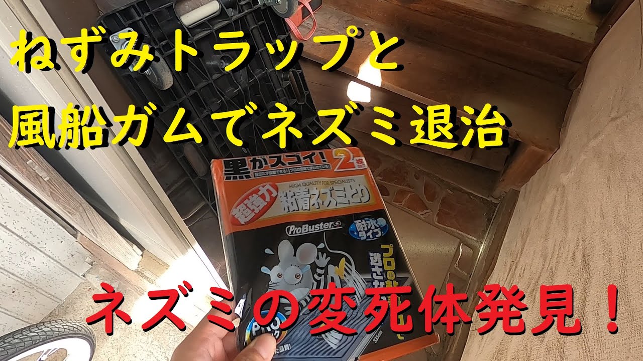 ネズミの変死体発見 ねずみトラップと風船ガムでネズミ退治 Youtube ネズミの変死体発見 ねずみトラップと風船ガムでネズミ退治 Youtube