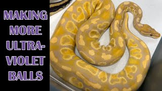 MAKING MORE RAINBOWS! PAIRING BALL PYTHONS: PART 2