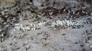 Seven Ants Are Going In A Line With Their Eggs.