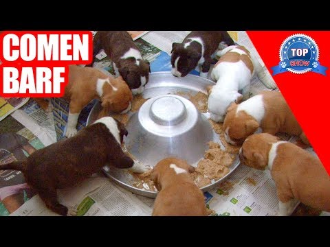 Video: Destetar Cachorros: Cómo Destetar Cachorros Y Cuándo Empezar