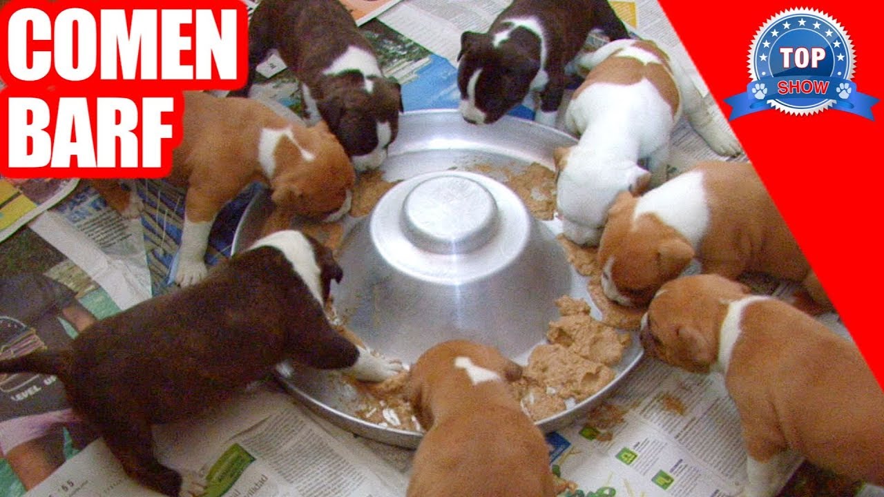 CÓMO Y CUÁNDO DESTETAR A LOS CACHORROS YouTube CÓMO Y CUÁNDO DESTETAR A LOS CACHORROS YouTube