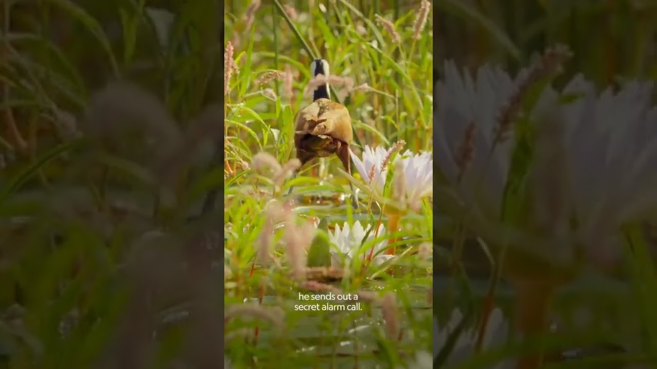 Meet the African Jacanas !!