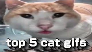 top 5 cat gifs!!!!!!!