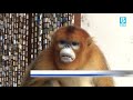 20200628    野生川金丝猴"私闯民宅" 蹭吃蹭喝调皮惹人爱