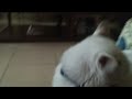 Kucing