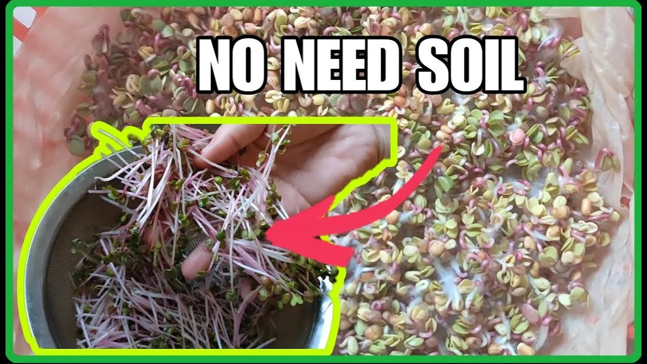 How to Grow Sprouts Without Using Soil   New Idea ! Growing Sprouts Without A Garden   Ashura Garden