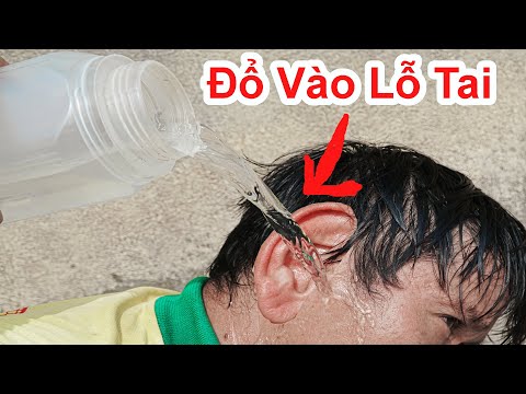 Video: Phải Làm Gì Nếu Mèo Bị Nước Vào Tai