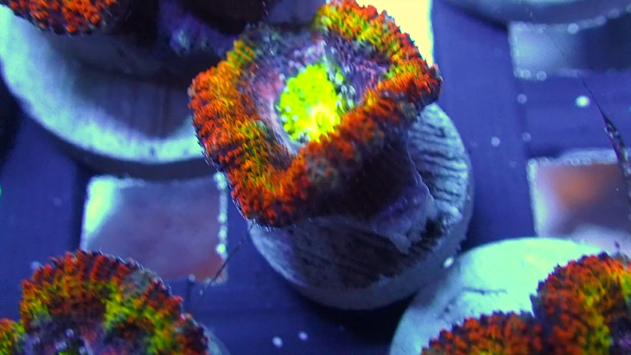 Basket of Corals Growing! YouTube