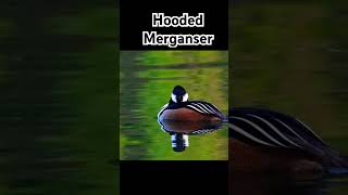 Hooded Merganser from an upcoming vlog to St James’s Park #hoodedmerganser #birds #birdwatching Hooded Merganser from an upcoming vlog to St James’s Park #hoodedmerganser #birds #birdwatching