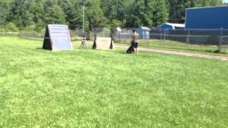 Ipo 1 Obedience Training